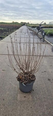 Syringa meyeri 'Palibin' 60-80 cm cont. 10L - afbeelding 2