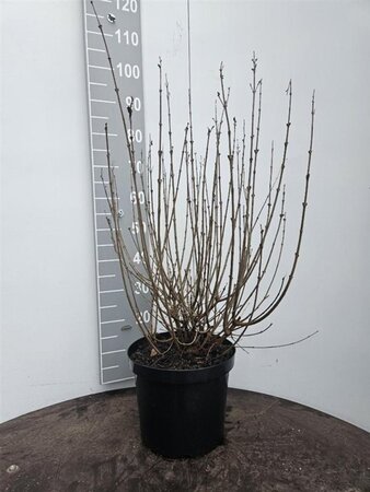 Syringa meyeri 'Palibin' 60-80 cm cont. 10L - afbeelding 4