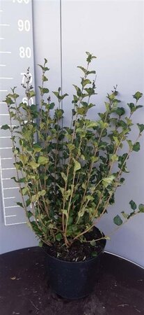 Syringa meyeri 'Palibin' 60-80 cm cont. 10L - afbeelding 1