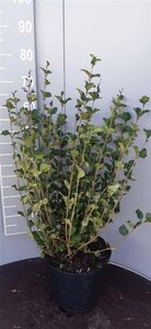 Syringa meyeri 'Palibin' 60-80 cm cont. 10L - afbeelding 1