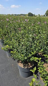Syringa meyeri 'Palibin' 60-80 cm cont. 10L