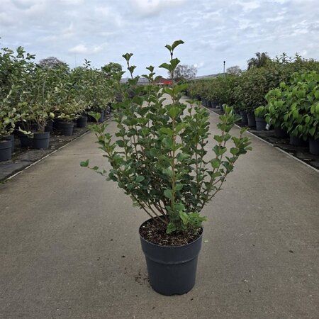 Syringa meyeri 'Palibin' 60-80 cm cont. 10L