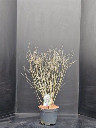 Syringa meyeri 'Palibin' 60-80 cm cont. 12L