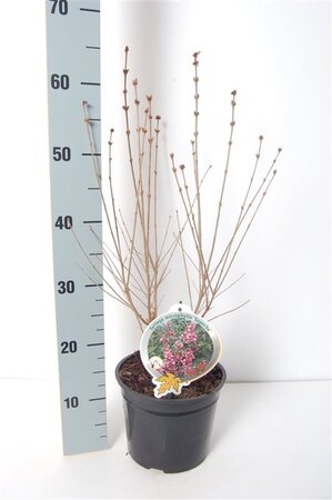 Syringa microphylla 'Superba' 40-50 cm cont. 3,0L