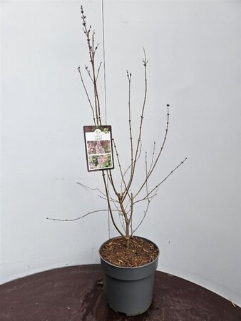 Syringa microphylla 'Superba' 60-80 cm cont. 5,0L - afbeelding 2