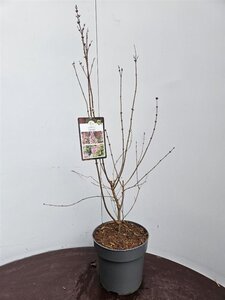 Syringa microphylla 'Superba' 60-80 cm cont. 5,0L - afbeelding 2