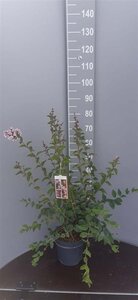 Syringa microphylla 'Superba' 60-80 cm cont. 5,0L - afbeelding 1