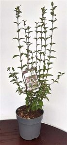 Syringa microphylla 'Superba' 60-80 cm cont. 5,0L - afbeelding 2