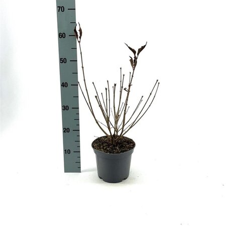 Syringa patula 'Miss Kim' 30-40 cm cont. 3,0L - afbeelding 1