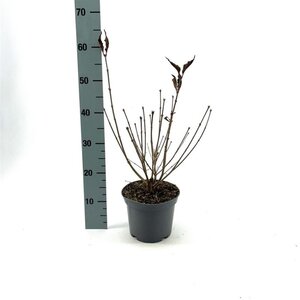 Syringa patula 'Miss Kim' 30-40 cm cont. 3,0L - afbeelding 1