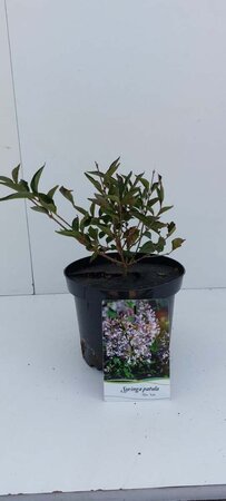 Syringa patula 'Miss Kim' 30-40 cm cont. 3,0L