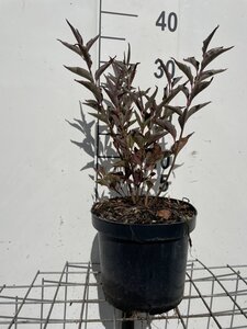 Syringa patula 'Miss Kim' 30-40 cm cont. 3,0L