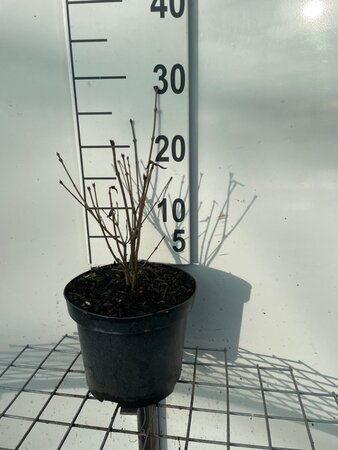 Syringa patula 'Miss Kim' 30-40 cm cont. 3,0L - afbeelding 3