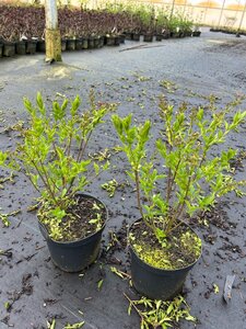 Syringa patula 'Miss Kim' 30-40 cm cont. 3,0L - afbeelding 3