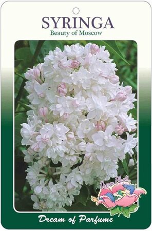 Syringa v. Beauty of Moscow 60-80 cm cont. 5,0L 3-5 tak - afbeelding 1
