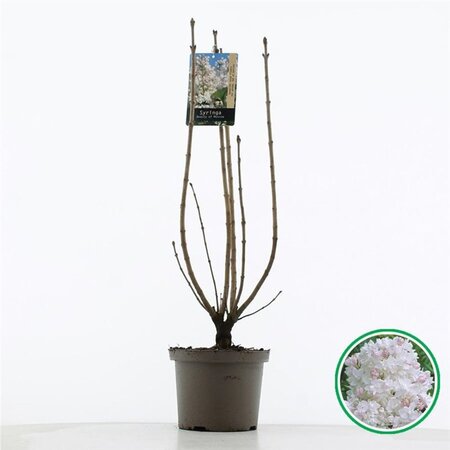 Syringa v. Beauty of Moscow 60-80 cm cont. 5,0L 3-5 tak - afbeelding 2