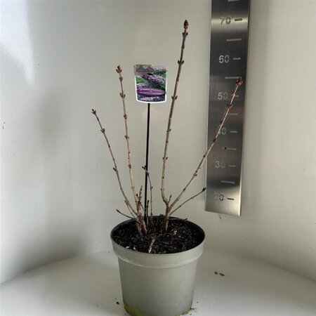 Syringa v. 'Katherine Havemeyer' LAVENDELPAARS 40-50 cm cont. 5,0L - afbeelding 1