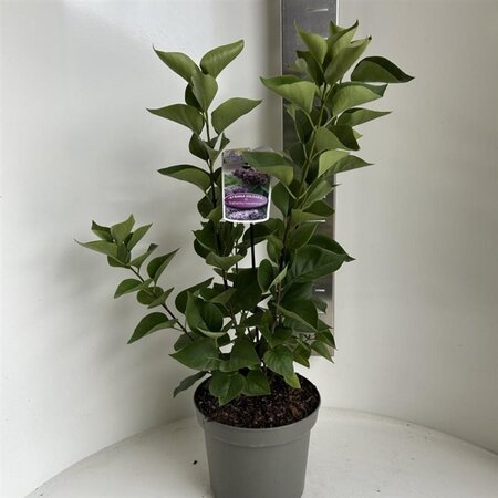 Syringa v. 'Katherine Havemeyer' LAVENDELPAARS 40-50 cm cont. 5,0L - afbeelding 2