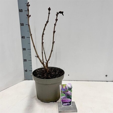 Syringa v. 'Katherine Havemeyer' LAVENDELPAARS 40-50 cm cont. 5,0L - afbeelding 2