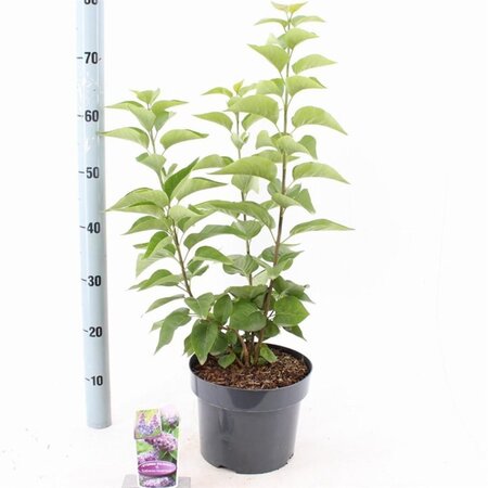 Syringa v. 'Katherine Havemeyer' LAVENDELPAARS 40-50 cm cont. 5,0L - afbeelding 3