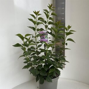 Syringa v. 'Prince Wolkonsky' 40-50 cm cont. 5,0L