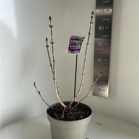 Syringa v. 'Prince Wolkonsky' 40-50 cm cont. 5,0L - afbeelding 2
