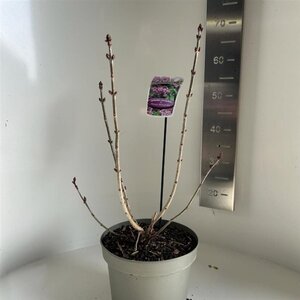 Syringa v. 'Prince Wolkonsky' 40-50 cm cont. 5,0L - afbeelding 2