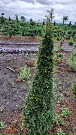 Taxus baccata 100-125 cm met kluit kegel