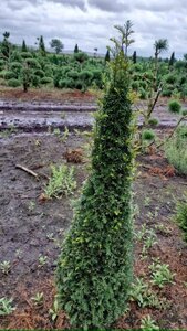 Taxus baccata 100-125 cm met kluit kegel