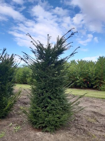 Taxus baccata 175-200 cm met kluit - afbeelding 5