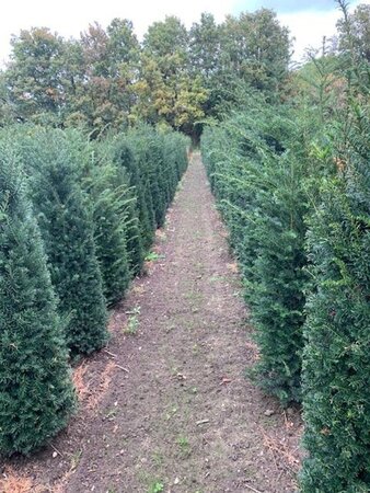 Taxus baccata 175-200 cm met kluit - afbeelding 7