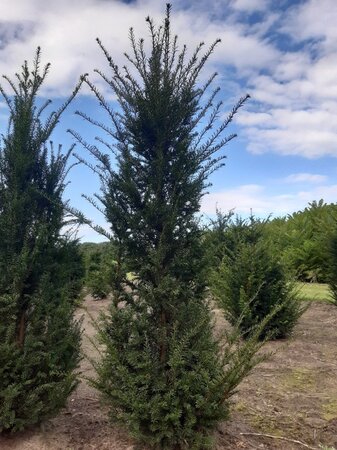 Taxus baccata 175-200 cm met kluit - afbeelding 4