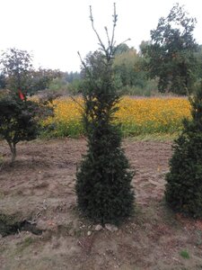 Taxus baccata 175-200 cm met kluit - afbeelding 8