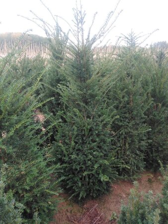 Taxus baccata 175-200 cm RB - image 7