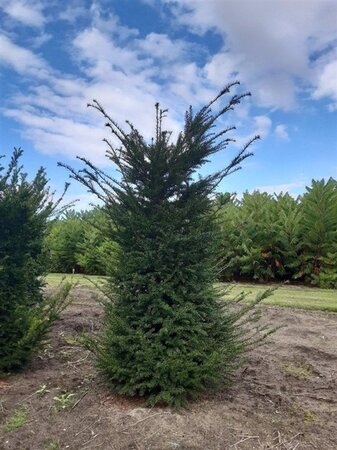 Taxus baccata 175-200 cm RB - image 16