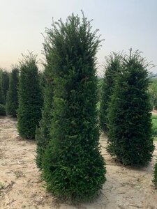Taxus baccata 175-200 cm RB - image 11