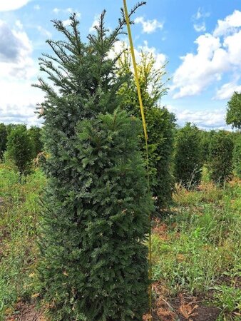 Taxus baccata 175-200 cm RB - image 2