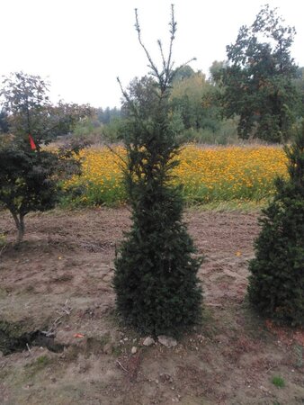 Taxus baccata 175-200 cm RB - image 8