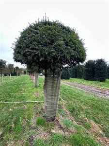 Taxus baccata 250-300 cm draadkluit meerstammig - afbeelding 1
