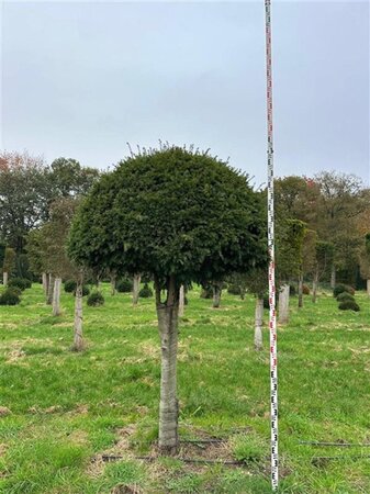 Taxus baccata 250-300 cm draadkluit meerstammig - afbeelding 2