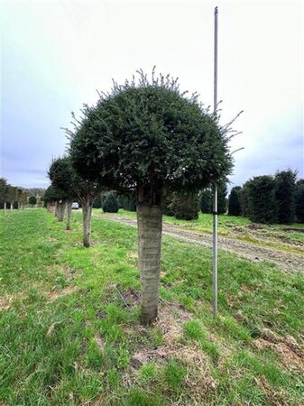 Taxus baccata 250-300 cm draadkluit meerstammig - afbeelding 3