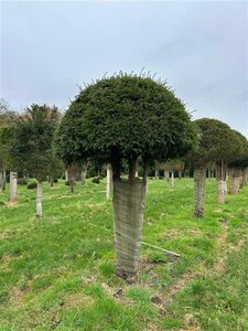 Taxus baccata 250-300 cm draadkluit meerstammig - afbeelding 4