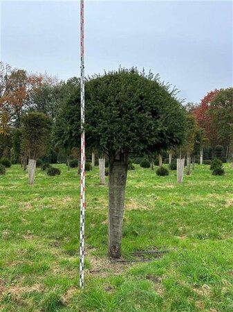 Taxus baccata 250-300 cm WRB multi-stem - image 5