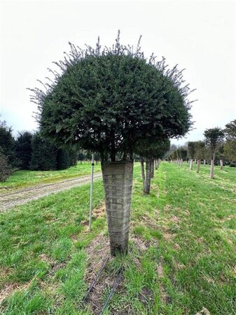 Taxus baccata 250-300 cm WRB multi-stem - image 6
