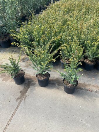 Taxus baccata 40-50 cm cont. 3,0L - afbeelding 10