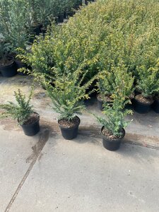 Taxus baccata 40-50 cm cont. 3,0L - afbeelding 10