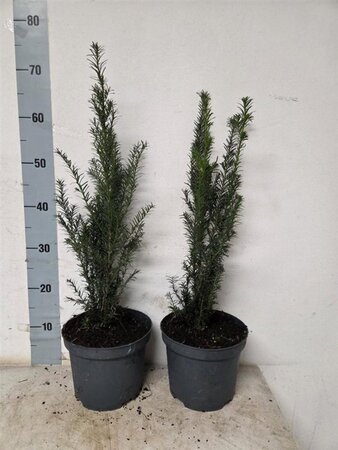 Taxus baccata 40-50 cm cont. 3,0L - afbeelding 9