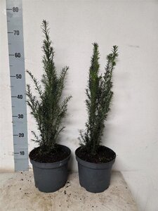 Taxus baccata 40-50 cm cont. 3,0L - afbeelding 9