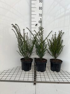 Taxus baccata 40-50 cm cont. 3,0L - afbeelding 3