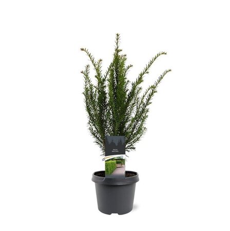 Taxus baccata 40-50 cm cont. 3,0L - afbeelding 8